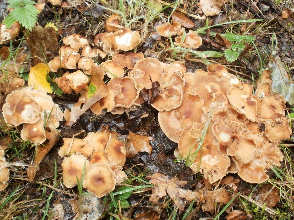 Gymnopus graveolens image