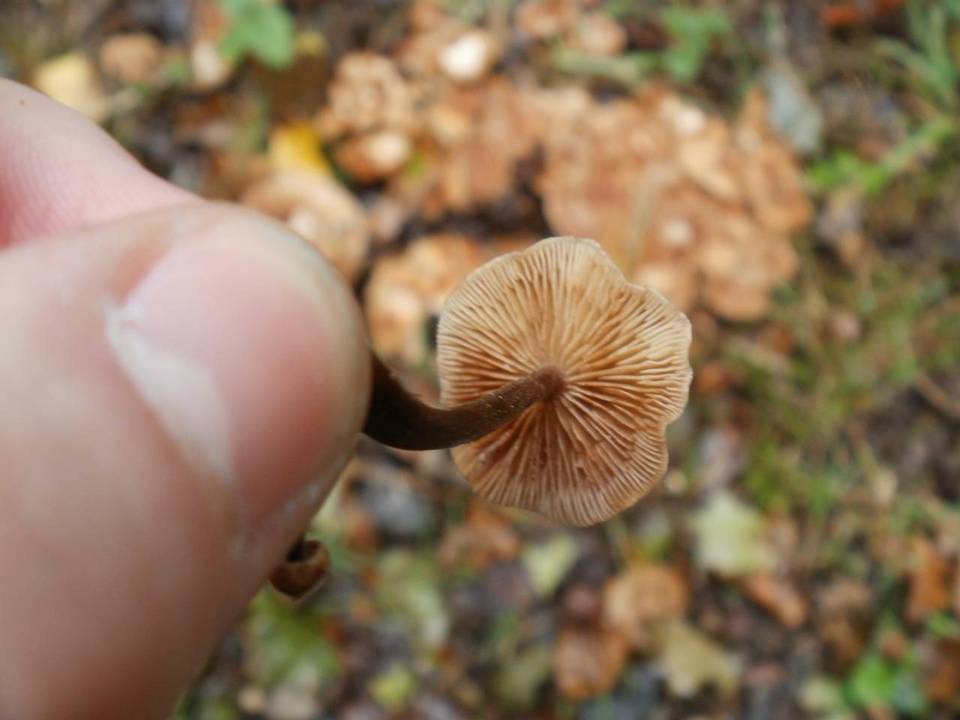 Gymnopus graveolens image