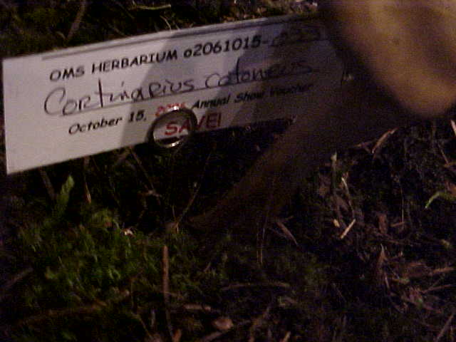 Cortinarius cotoneus image