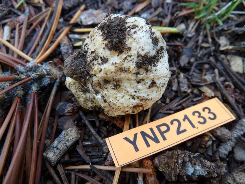 Gymnomyces abietis image