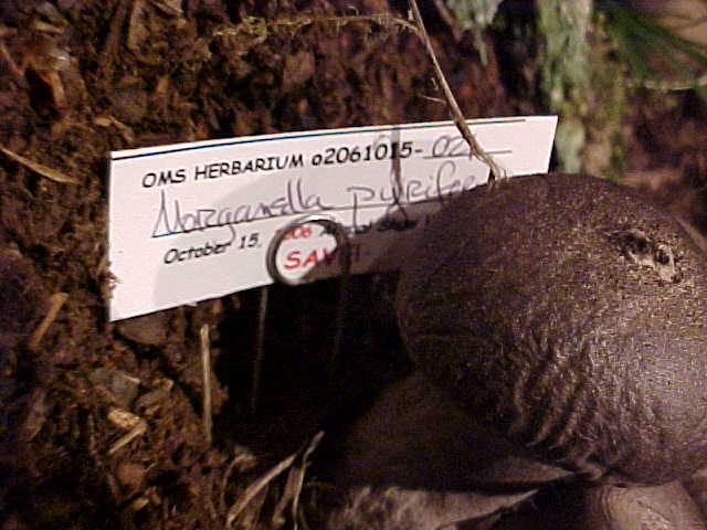 Morganella pyriforme image