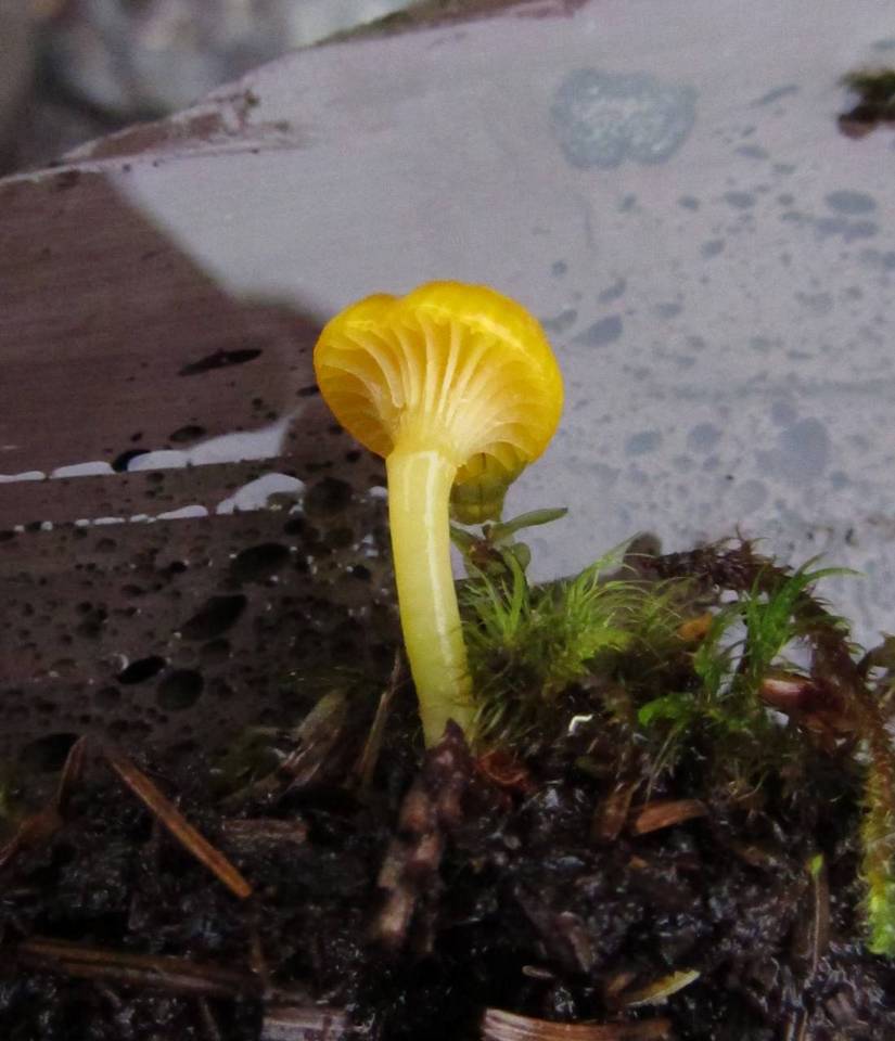 Gloioxanthomyces vitellinus image