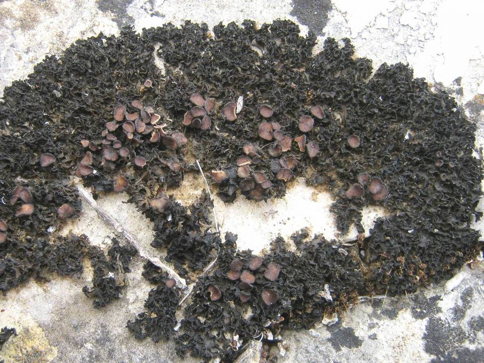 Lathagrium cristatum image