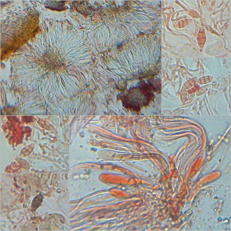 Lathagrium cristatum image