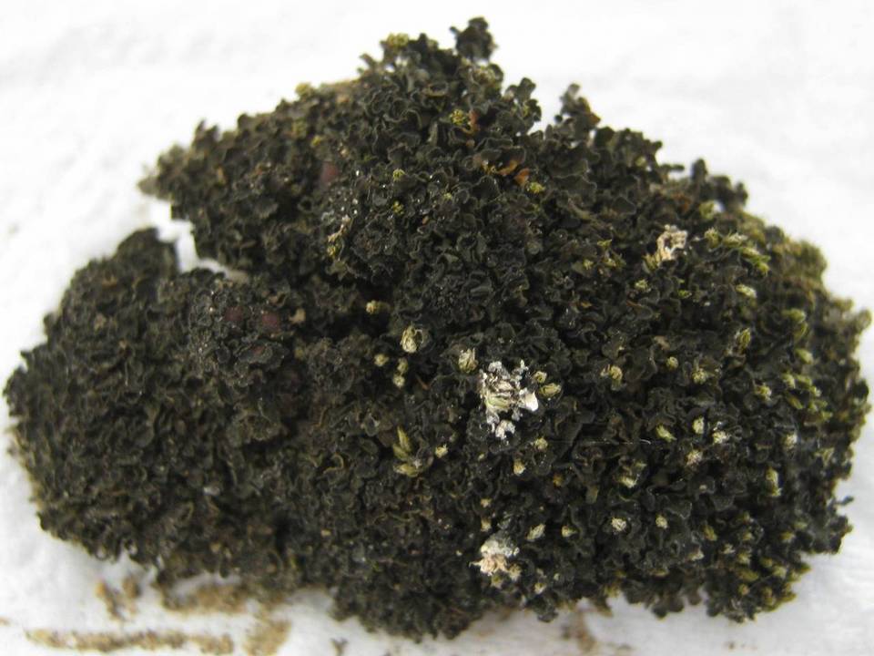 Collema bachmanianum image
