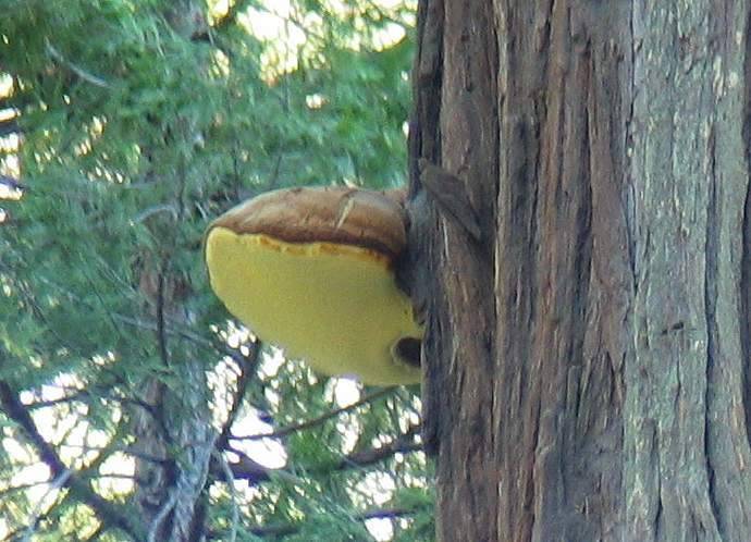 Oligoporus amarus image