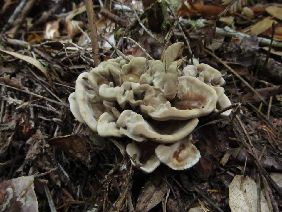 Hydnellum frondosum image
