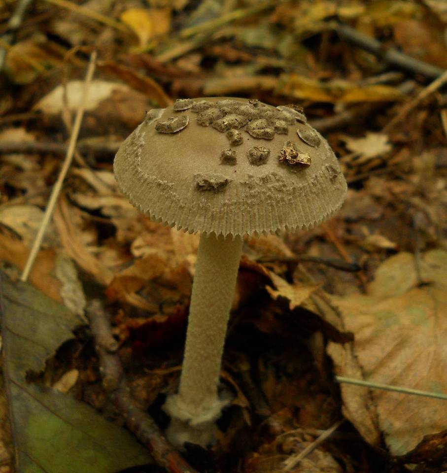 Amanita borealisorora image