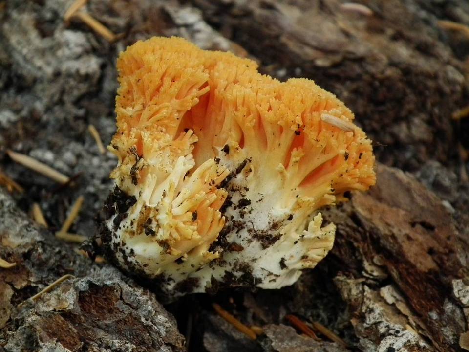 Ramaria armeniaca image
