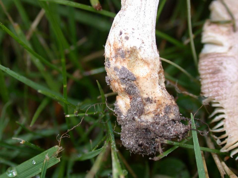 Russula versicolor image