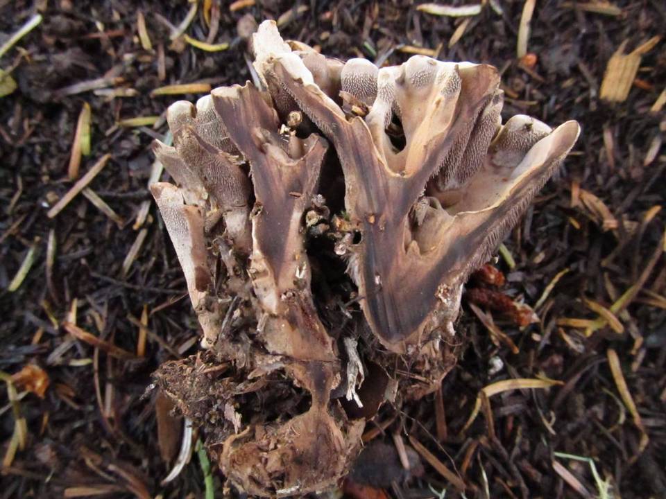 Hydnellum frondosum image