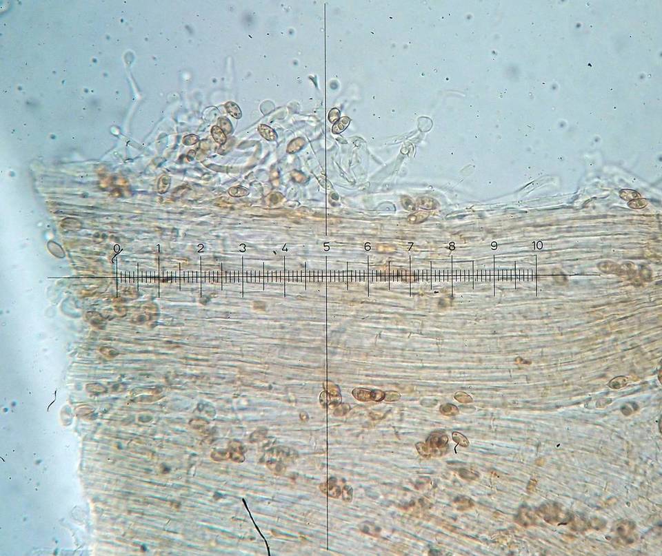 Galerina subclavata image