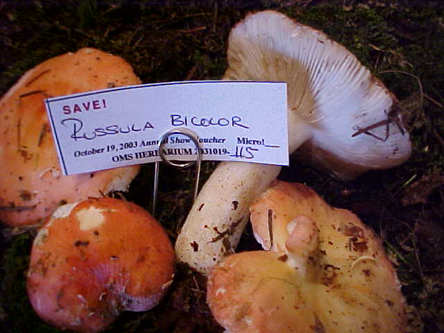 Russula bicolor image