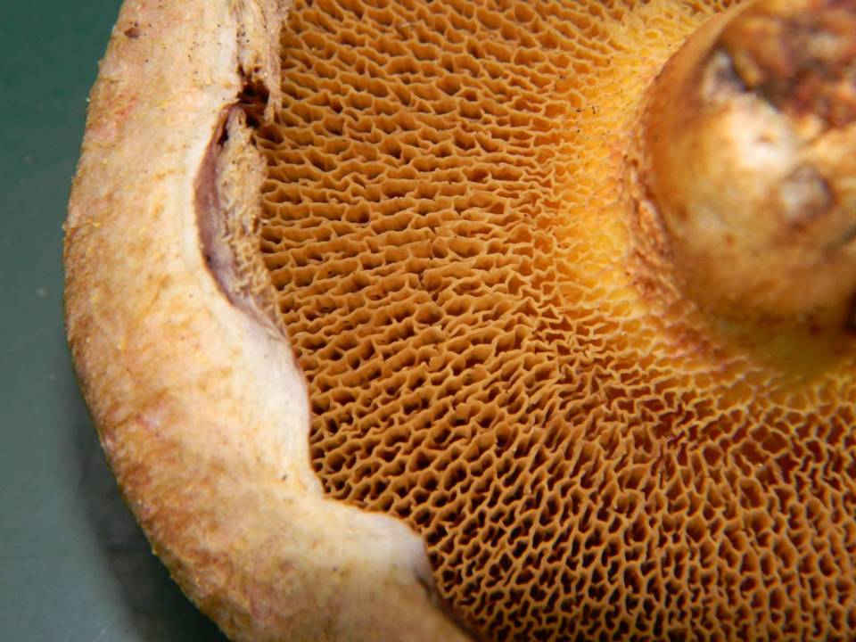 Suillus ochraceoroseus image