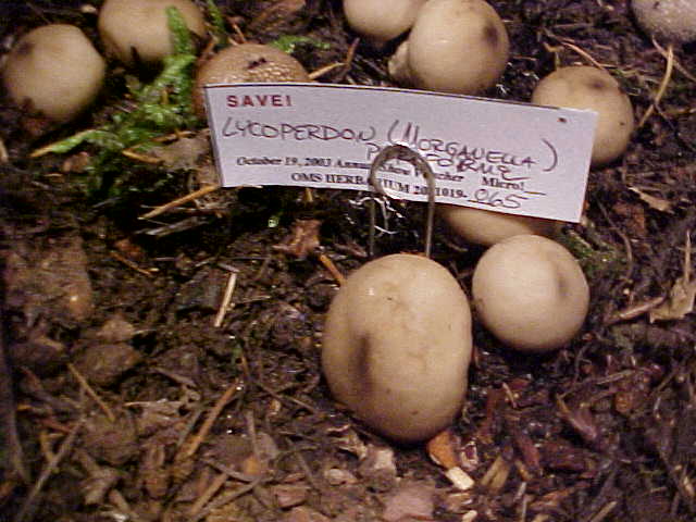 Morganella pyriforme image