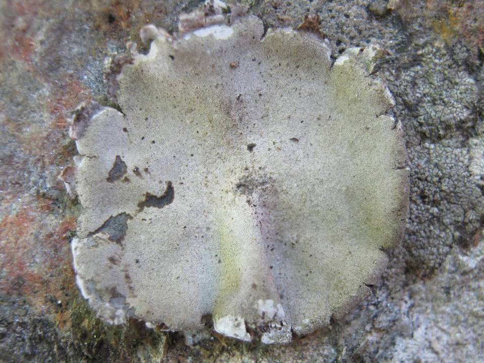 Umbilicaria grisea image