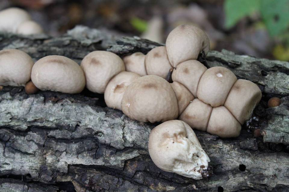 Morganella pyriformis image
