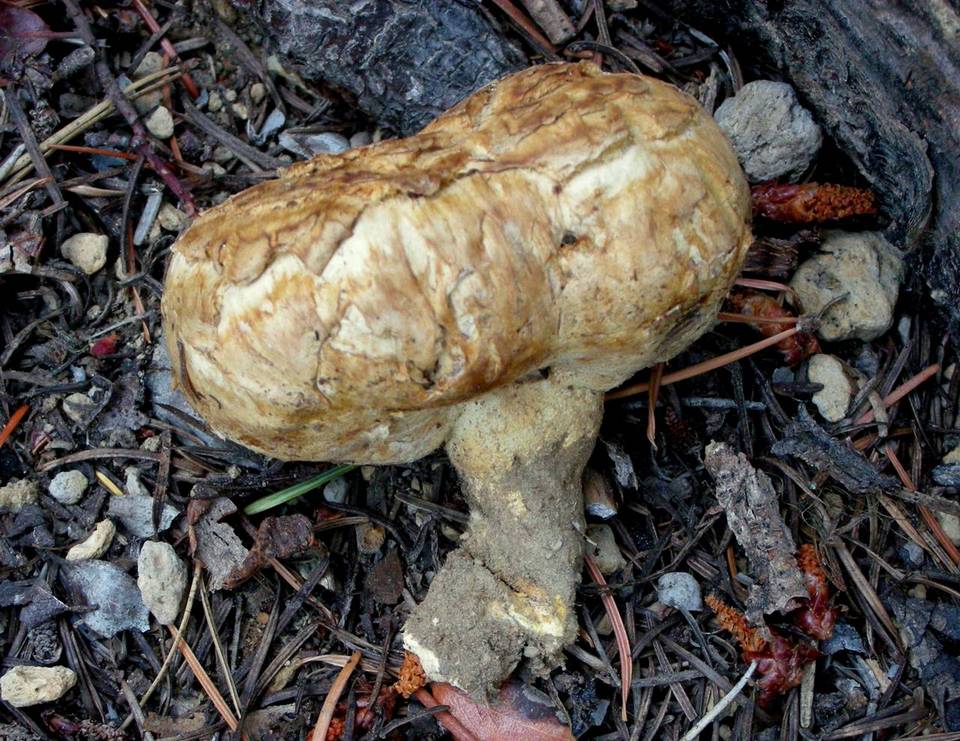 Agaricus inapertus image