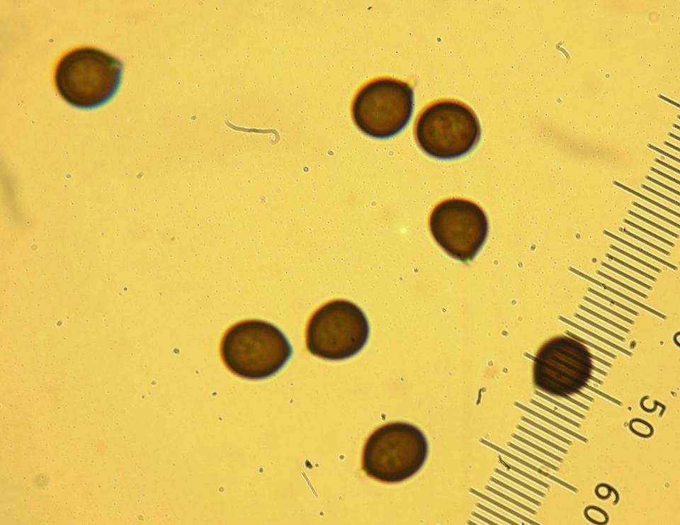 Agaricus inapertus image