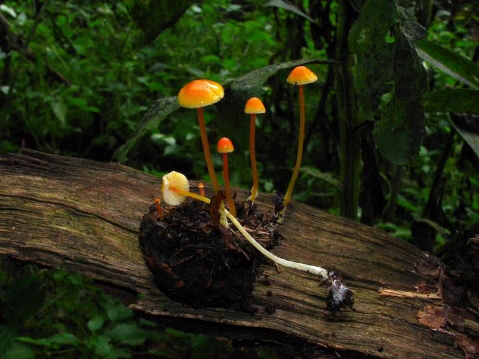 Mycena crocea image