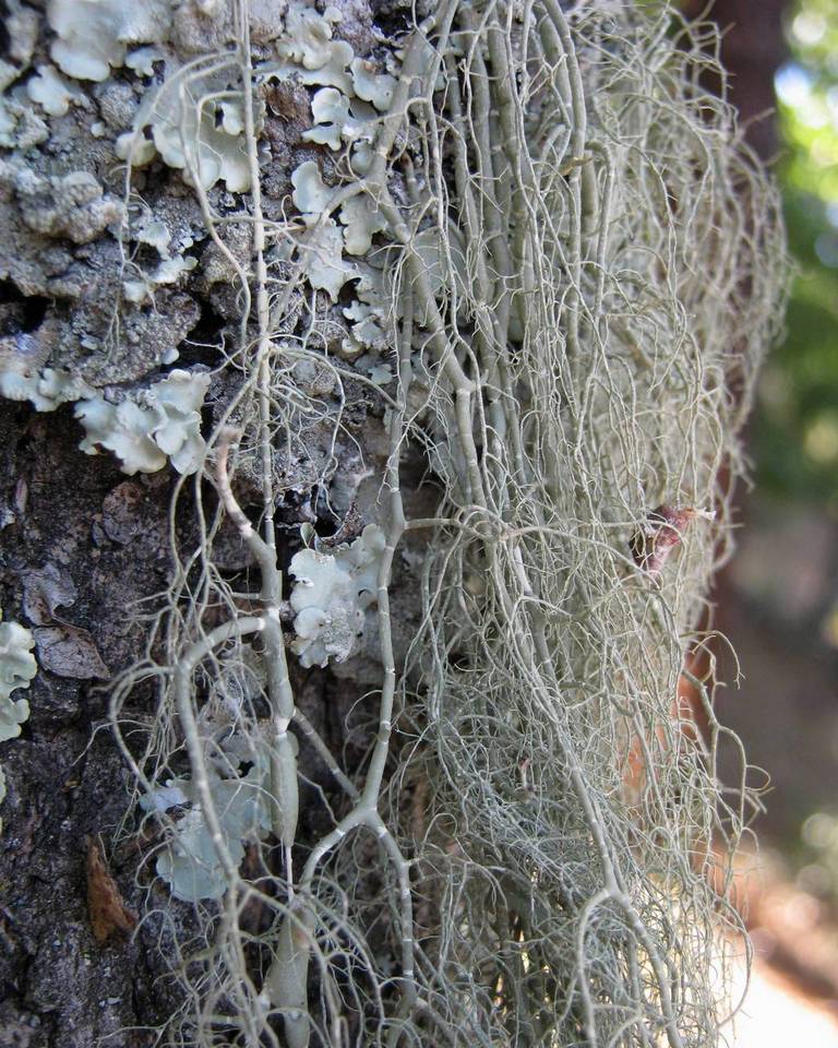 Usnea articulata image