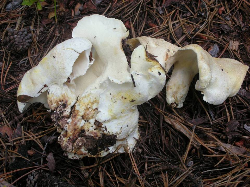 Albatrellus avellaneus image