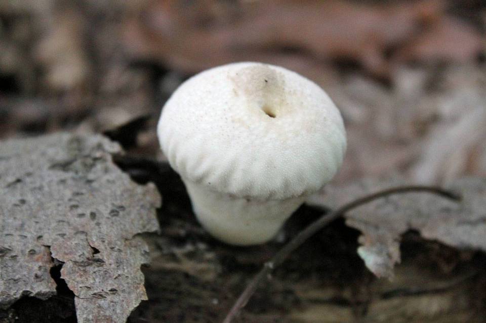Morganella pyriformis image