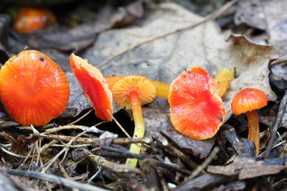 Hygrocybe minutula image