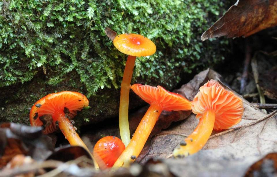 Hygrocybe minutula image