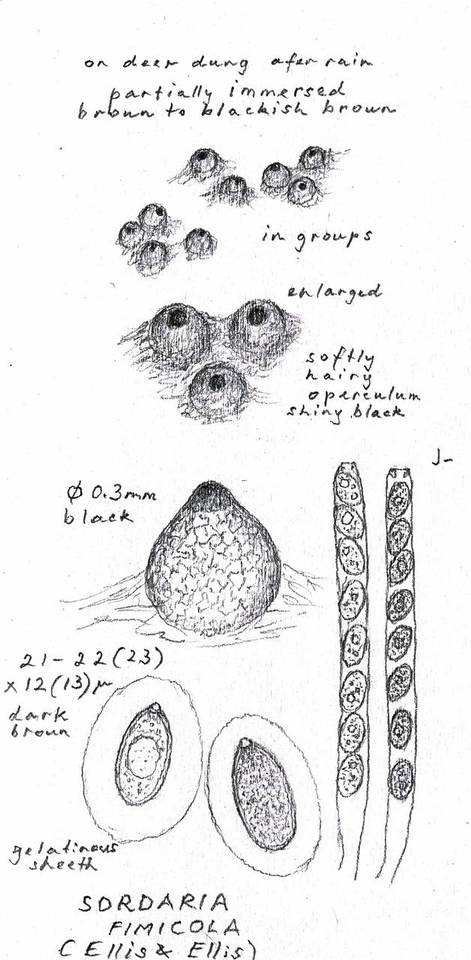 Sordaria fimicola image