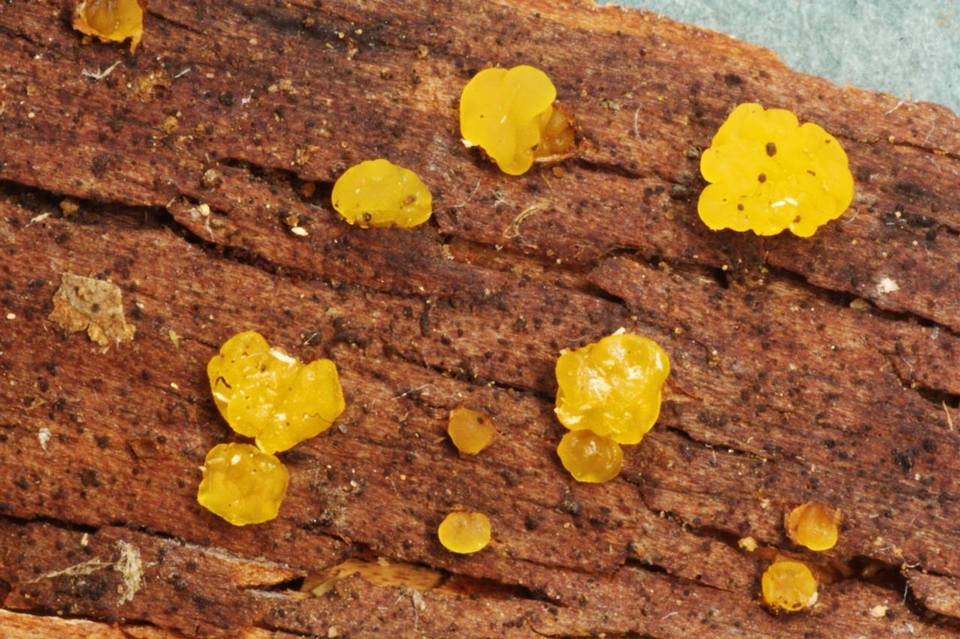 Tremella obscura image