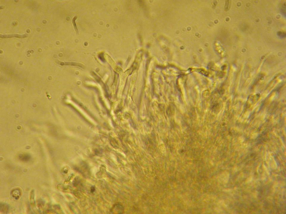 Tremella obscura image