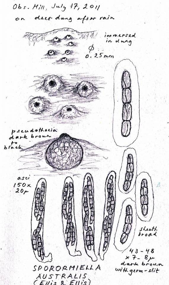 Sporormiella australis image