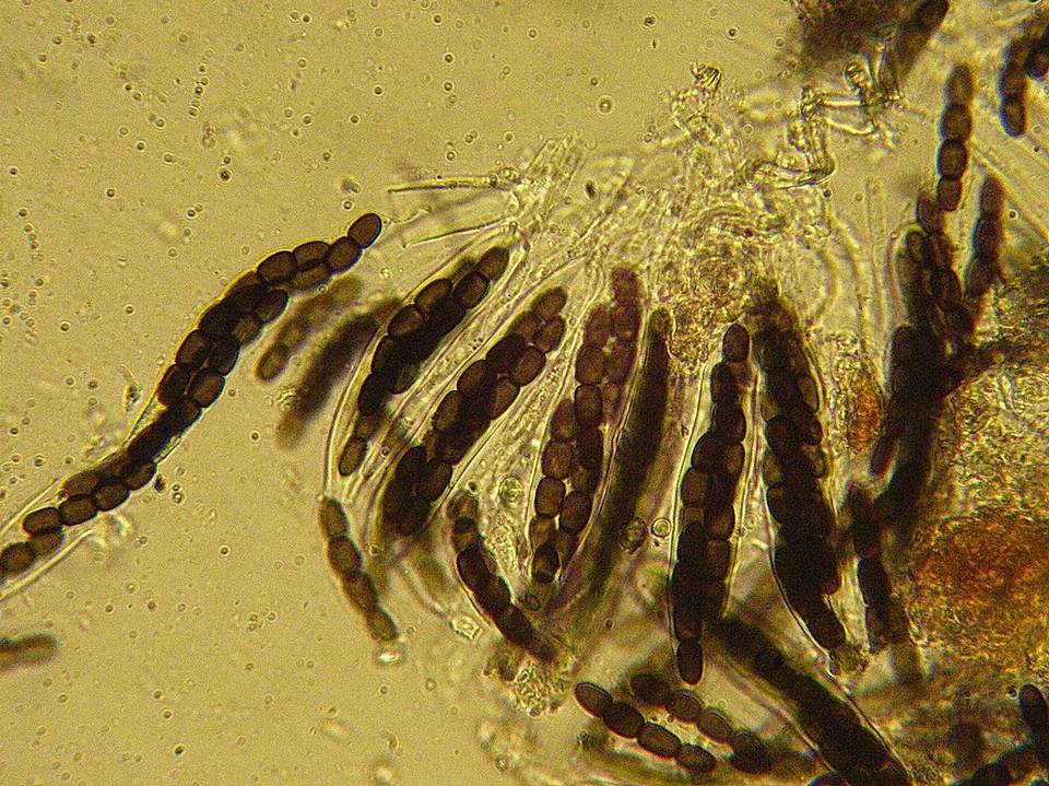 Sporormiella australis image