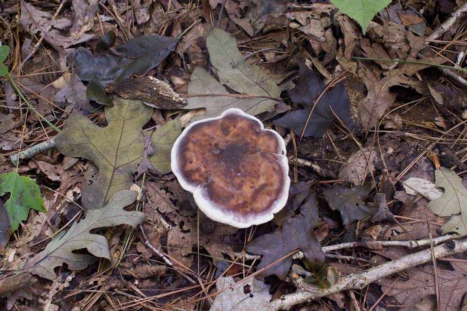 Laetiporus persicinus image