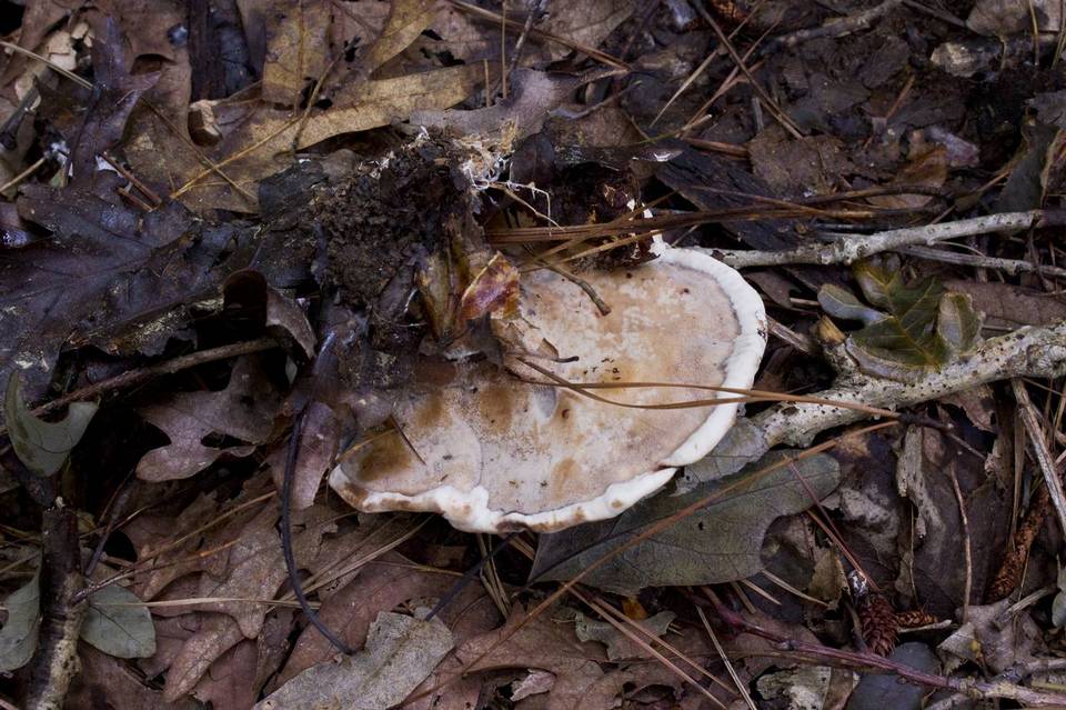 Laetiporus persicinus image