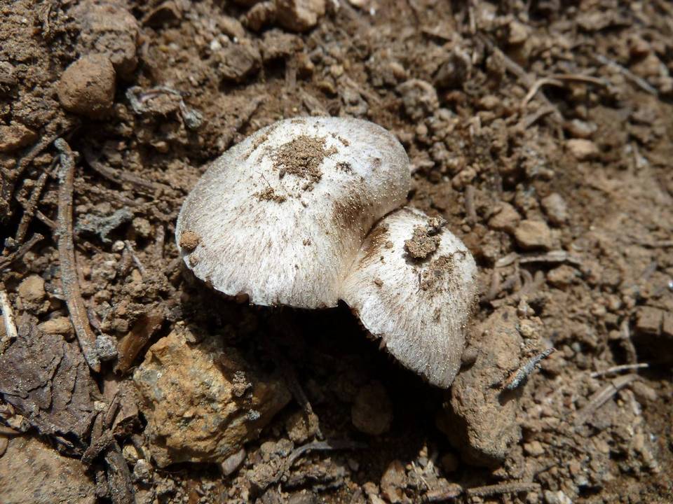 Tricholoma moseri image