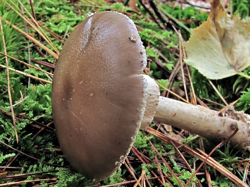 Amanita morrisii image