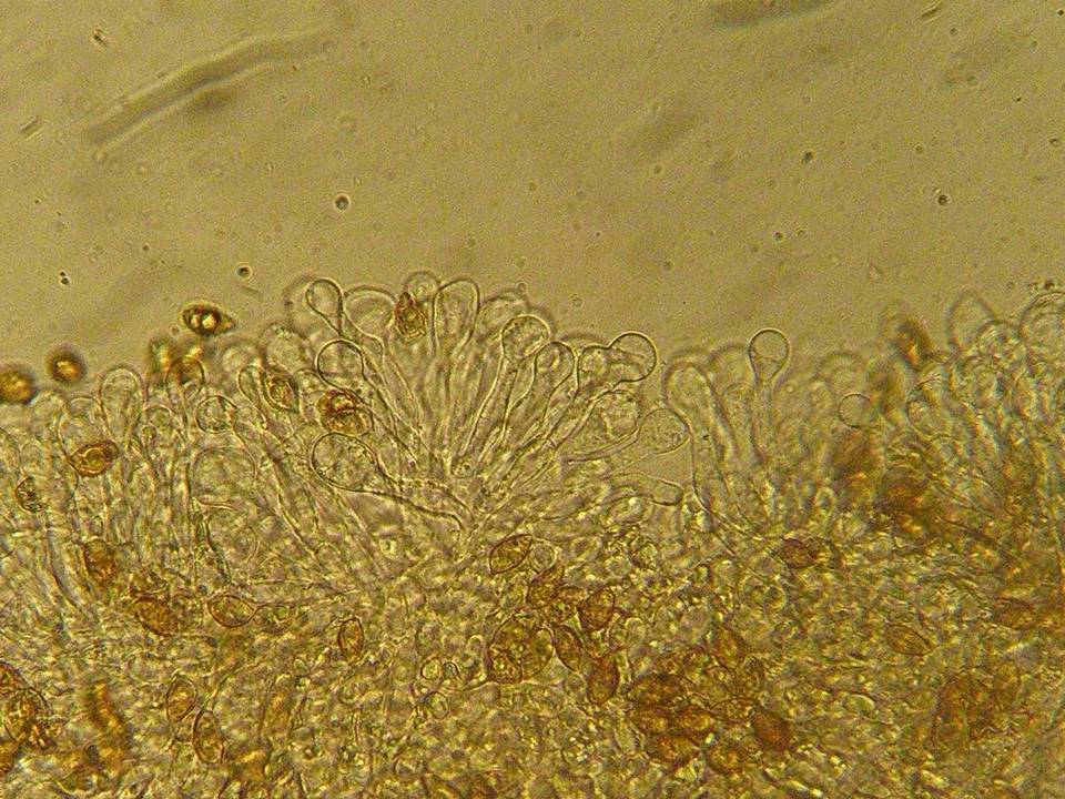 Naucoria salicis image