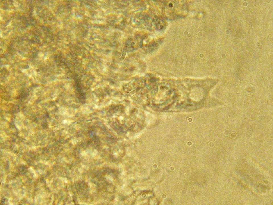 Naucoria salicis image