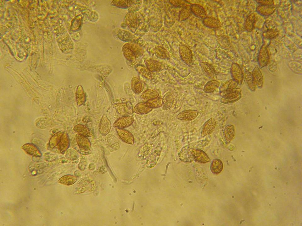 Naucoria salicis image