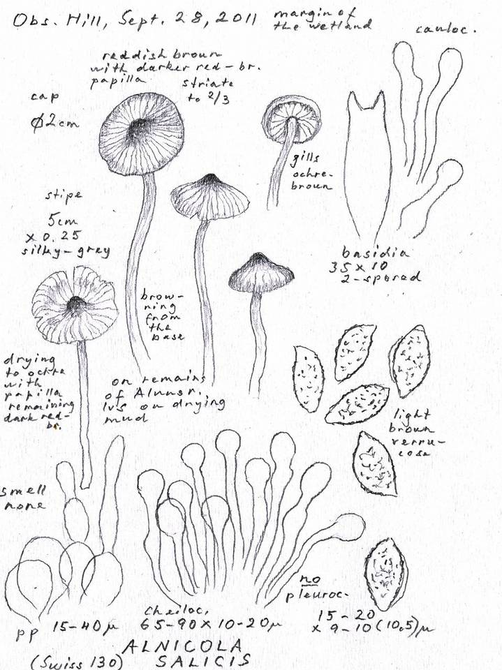 Naucoria salicis image