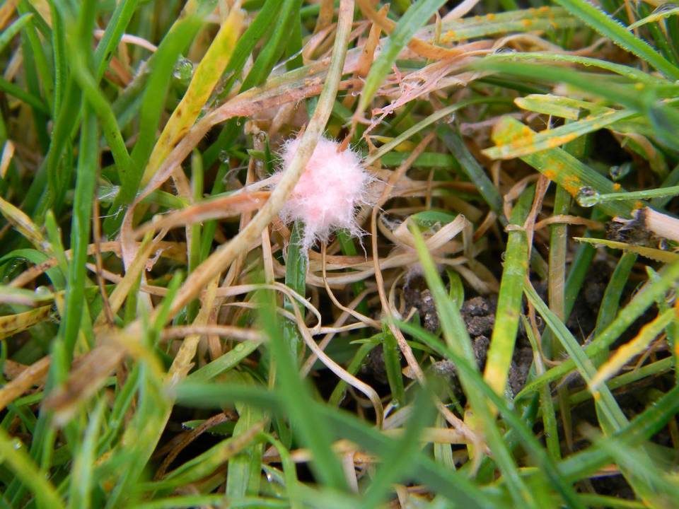 Monographella nivalis var. nivalis image