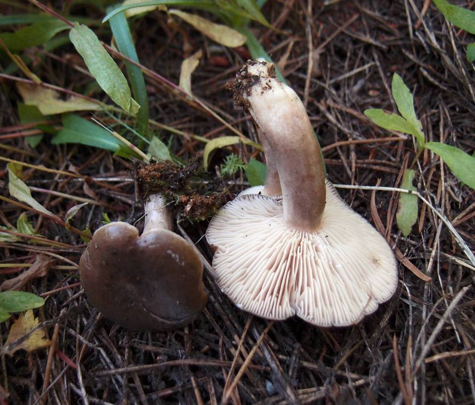 Lactarius glutigriseus image