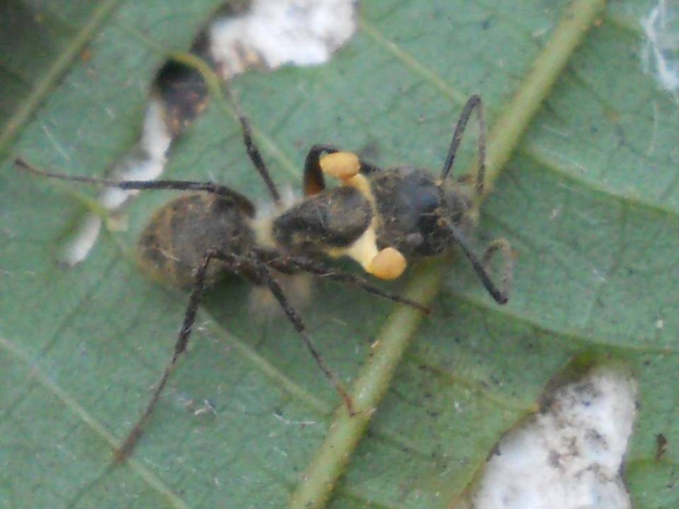 Ophiocordyceps lloydii image