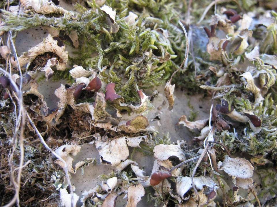 Peltigera neckeri image