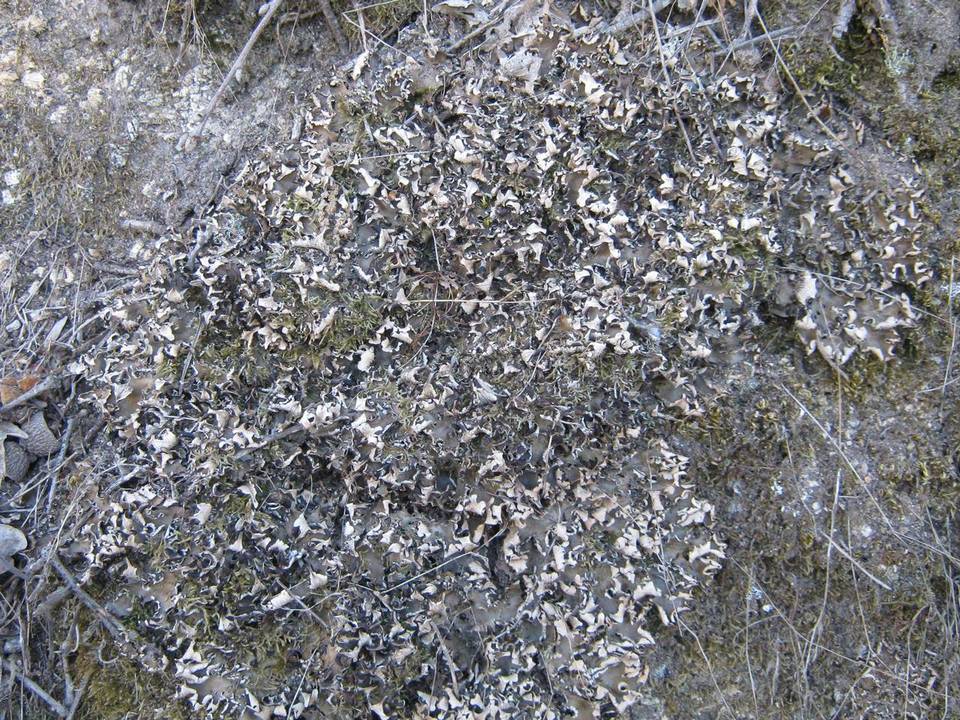 Peltigera neckeri image