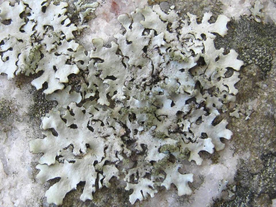 Hypotrachyna laevigata image
