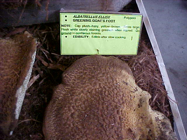 Albatrellus ellisii image