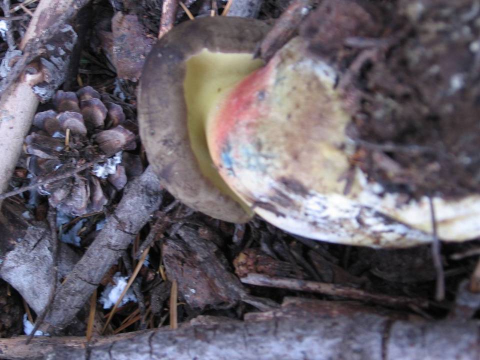 Boletus calopus var. frustosus image